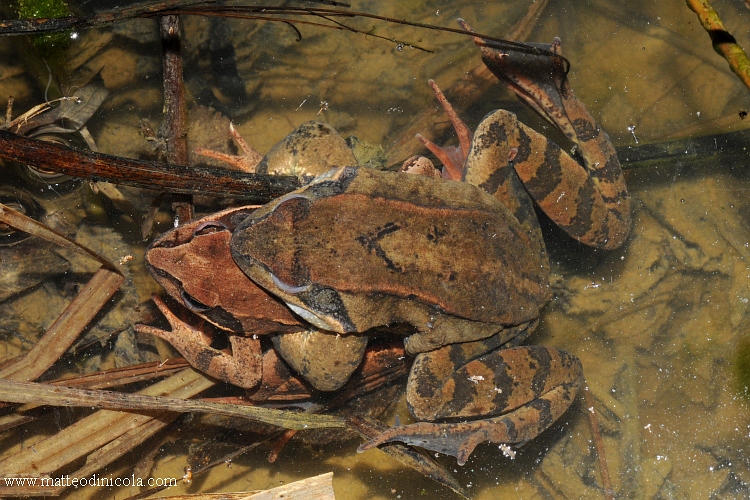 Rane rosse lombarde
